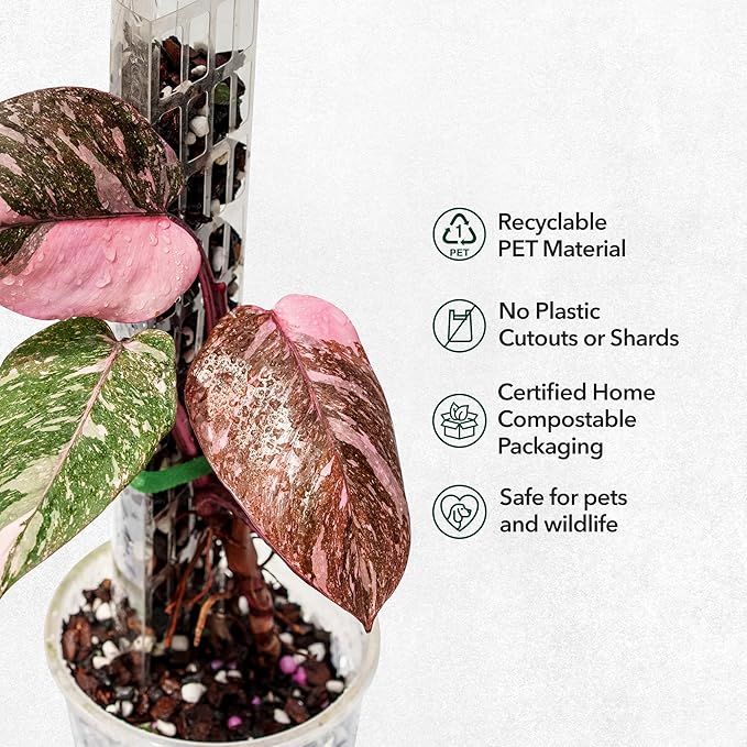 THICCLY V2 GrowPole Medium 5 Pcs - Front Opening Clear Moss Poles for Climbing Plants, D-Shaped Moss Pole for Monstera Plant Support Plant Climbing Pole, Plastic Plant Pole Support for Philodendron