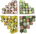 Live Succulents Plants Bulk Plant Tray (50 Pack), Indoor Houseplants, in Cactus and Succulent Soil Mix, Kit Gifts by for Pets, Black