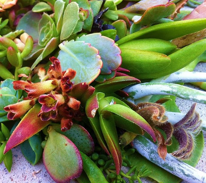 15 Assorted Succulent & Cactus Cuttings. No 2 Cuttings Alike. Great for Terrariums, Mini Gardens, and as Starter Plants.