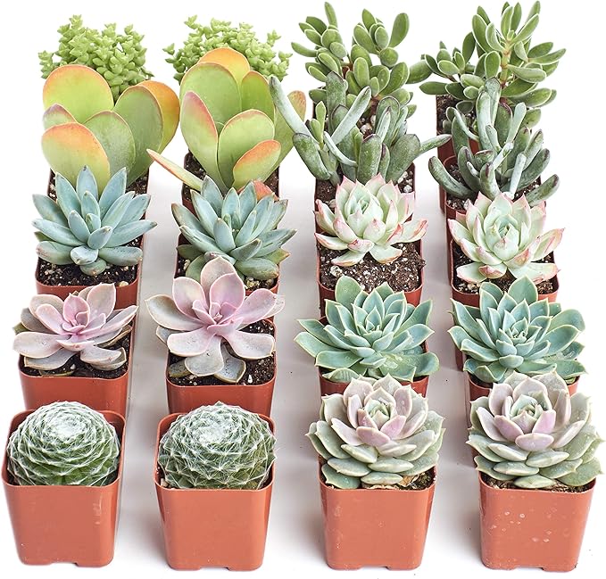 Shop Succulents Pastel Succulent Plant Pack Bulk Collection - Live Mini Succulent Plants, Low Maintenance, Bright & Serene Colors & Textures - Wedding and Party Favors, Gift & Garden, Pack of 20