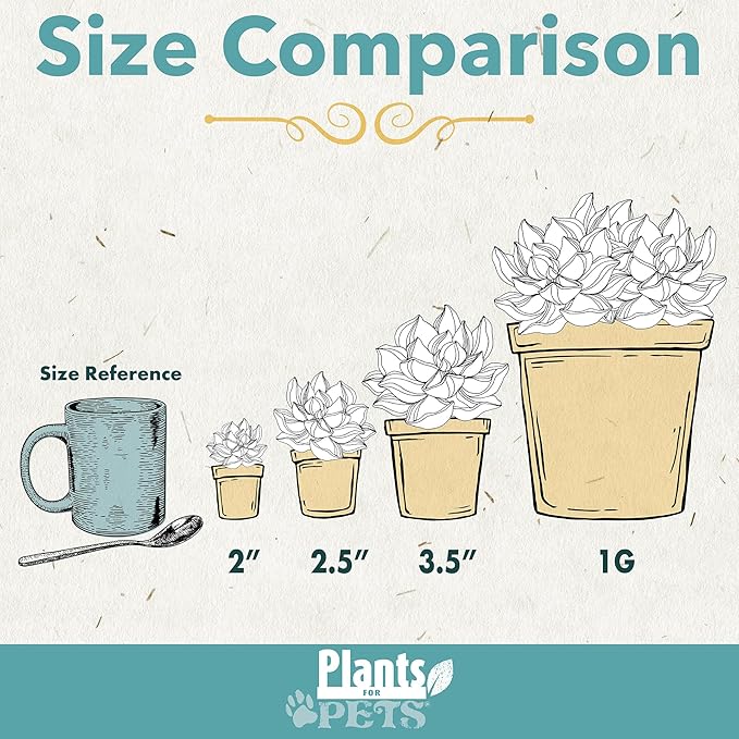 Live Succulents Plant Pack (6-Pack), Real Succulent Plants & Mini Plants for Beginners, Live House Plants, Mini Succulents, Outdoor & Indoor Plants, Live Plants in 2" Grower Pots by Plants for Pets