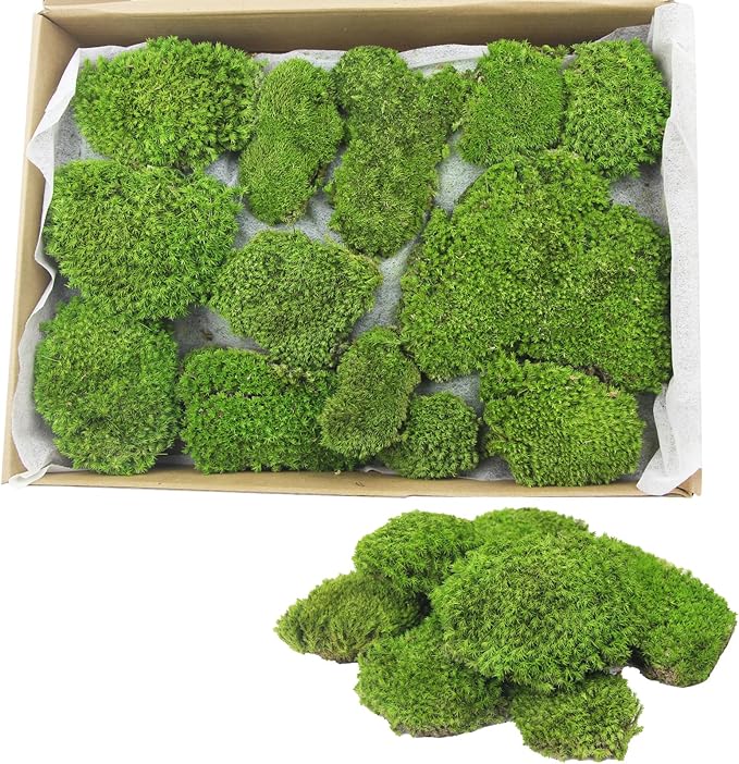 FAICOIA Preserved Moss Bulk Green Natural Preserved Pole Moss Pillow for Potted Plants 2.5 sq.ft Green Moss Balls for Bowls Wall Art Terrariums Crafts Fairy Gardens Easter Table Decor