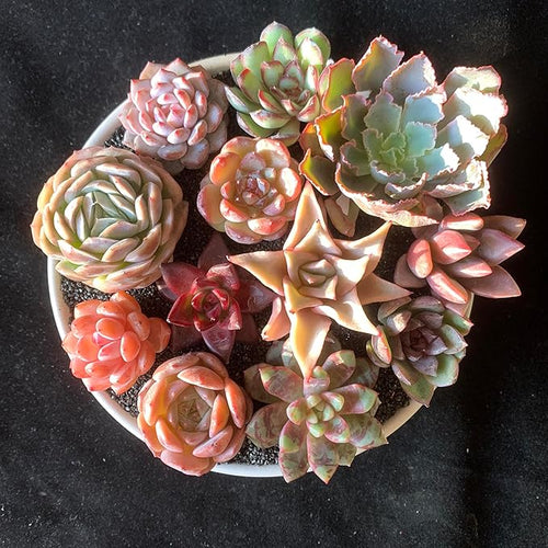 12 Pack Succulents Plants Live, Assorted Mini Succulents Bundle, Easy Care Bare Root Succulent Plants for Indoor Outdoor Decor, Home Office Desk, Terrarium DIY, Gift for Plant Lovers