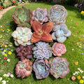 12 Pack Succulents Plants Live, Assorted Mini Succulents Bundle, Easy Care Bare Root Succulent Plants for Indoor Outdoor Decor, Home Office Desk, Terrarium DIY, Gift for Plant Lovers