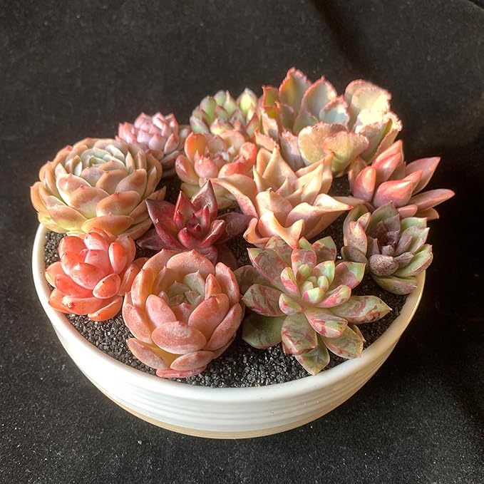 12 Pack Succulents Plants Live, Assorted Mini Succulents Bundle, Easy Care Bare Root Succulent Plants for Indoor Outdoor Decor, Home Office Desk, Terrarium DIY, Gift for Plant Lovers