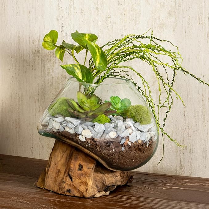 Cape Craftsmen 10" Hand-Blown Blue Tinted Bubble Glass On Natural Teak Driftwood Terrarium Kit | Home Décor Indoor Planter with Stand | Pot for Succulent and Plants
