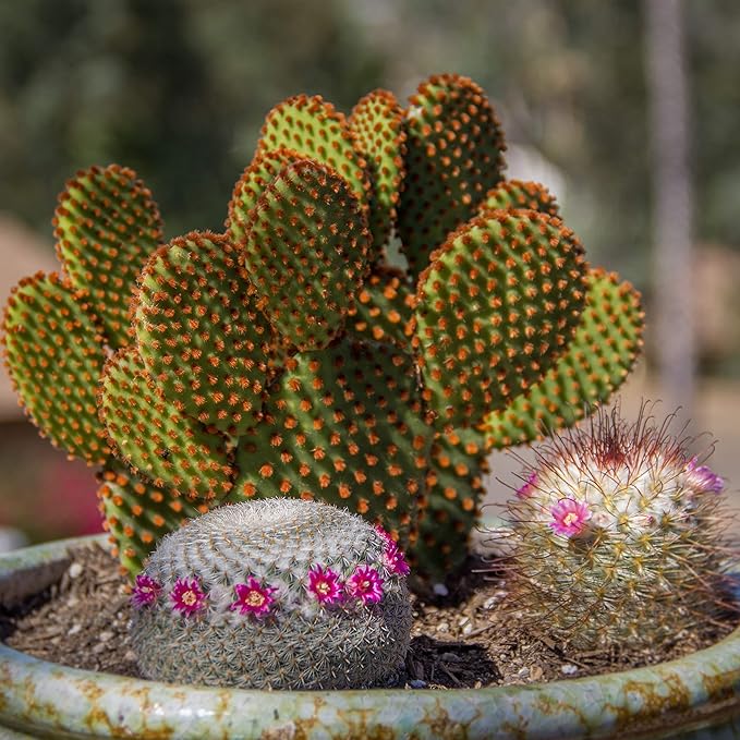 Altman Plants, Assorted Cactus Plants Live Succulents (8 Pack), Live Cactus Plant Lover Gifts, Cacti Succulents Plants Live Houseplants, Succulent Indoor Plants Live Plants in Cactus Soil Potting Mix