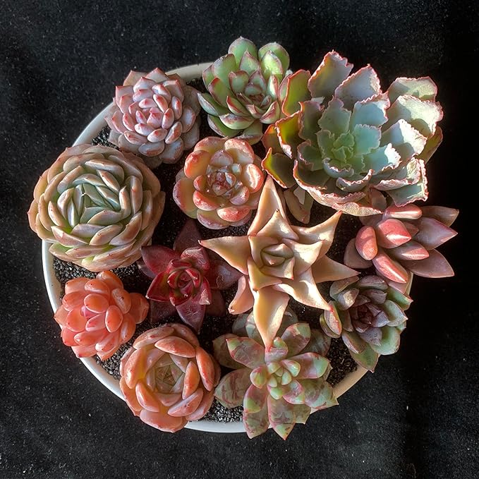 12 Pack Succulents Plants Live, Assorted Mini Succulents Bundle, Easy Care Bare Root Succulent Plants for Indoor Outdoor Decor, Home Office Desk, Terrarium DIY, Gift for Plant Lovers