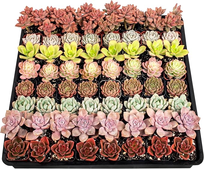 64 Pack Live Succulents Plants Mystery Pack - Variety of Well Rooted Plants in 2 Inch Pots - Real, Small, Assorted Houseplants for Indoor, DIY, Home Decor, Wedding, or Birthday Gifts