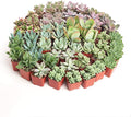 Shop Succulents Assorted Succulent Plant Pack Collection - Live Mini Succulent Plants, Low Maintenance, Mixture of Colors & Textures - Wedding and Party Favors, Gift & Garden, Pack of 100