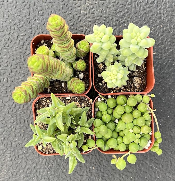 Sprout N Green Trailing Succulent Collection, 4 String Succulent Plant Fully Rooted in 2inch Starter Pot, Home Office Indoor Outdoor Wedding Decoration DIY Projects Party Favor