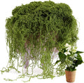 USMOLA Fake Moss for Potted Plants Indoor, 7OZ Green Moss for Crafts - Realistic Faux Moss Decor for DIY, Terrariums, Fairy Gardens & Table Centerpieces - Craft Moss for Home Decor (Natural Green)