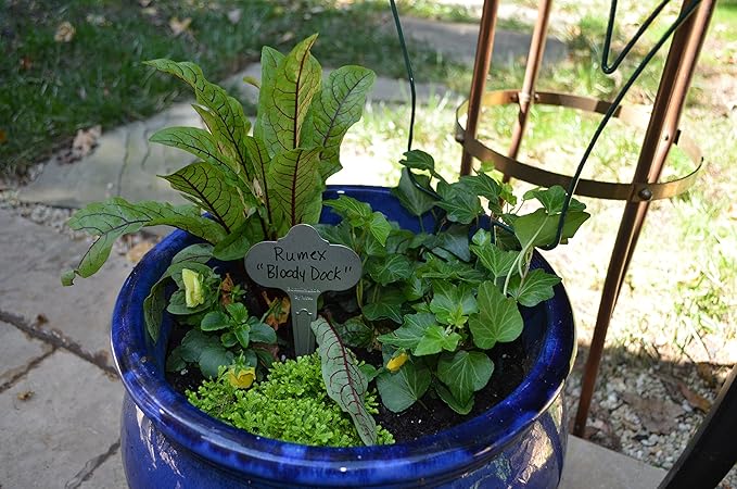 Bosmere Wren Professional 6-1/2-Inch Stainless Steel Re-Usable Plant Labels, 12-Pack