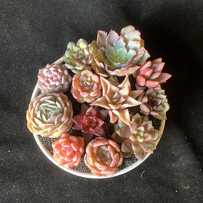 12 Pack Succulents Plants Live, Assorted Mini Succulents Bundle, Easy Care Bare Root Succulent Plants for Indoor Outdoor Decor, Home Office Desk, Terrarium DIY, Gift for Plant Lovers