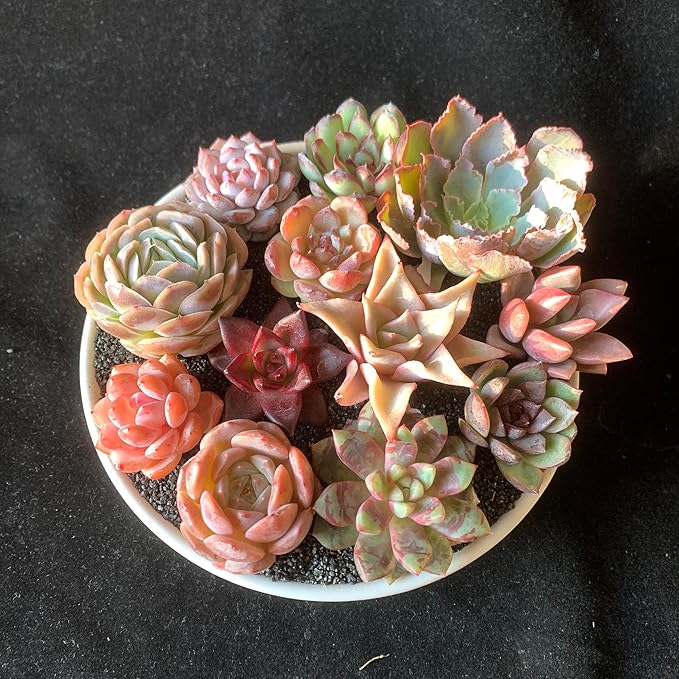 12 Pack Succulents Plants Live, Assorted Mini Succulents Bundle, Easy Care Bare Root Succulent Plants for Indoor Outdoor Decor, Home Office Desk, Terrarium DIY, Gift for Plant Lovers