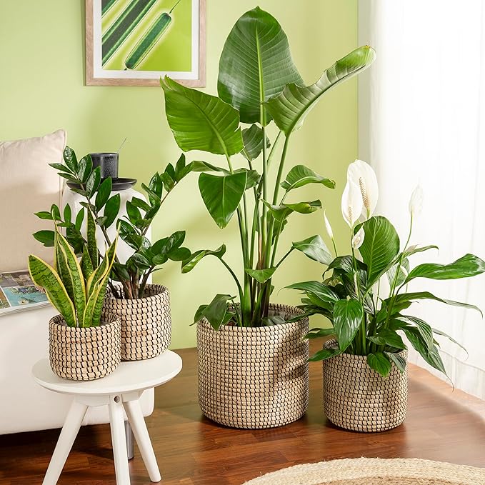 Scheurich Seagrass 22 Basket Planter/Basket Planter/Basket Pot Made of Seagrass Colour: Black, 22 cm Diameter, 19.5 cm High, 7.5 L Vol.