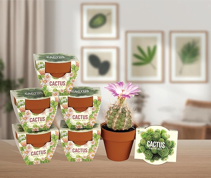 BUZZY Seeds Terracotta Mini Grow Pots | Cactus 6-Pack Daydream Collection | Indoor Flower & Herb Starter Kit for Kids & Adults