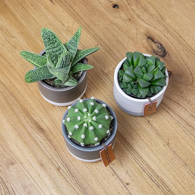 LoLite Cactus & Live Succulent Plants Set (3 Pack), Low Light Houseplants, Easy Plant Gift, Approx. 4-6 in. Tall, Mixed Haworthia, Gasteria & Cacti Varieties, Stylish 2-Tone Ceramic Pots Included